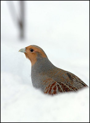 perdrix grise / Gray Partridge