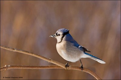 geai bleu / Blue Jay