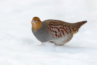 perdrix grise / Gray Partridge