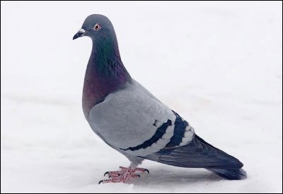 pigeon biset / Rock Pigeon