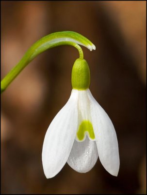 Perce-neige