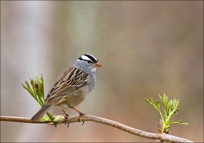 bruant  couronne blanche / White-crowned sparrow