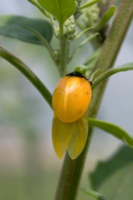 Lise  - Naissance d'une coccinelle