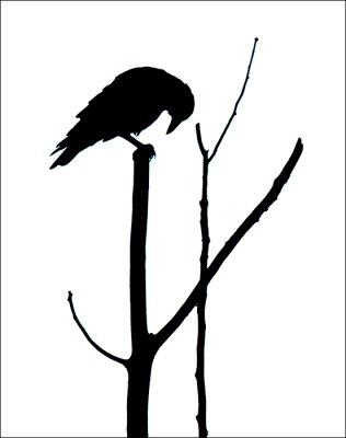 corneille d'Amrique / American Crow