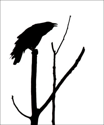corneille d'Amrique / American Crow