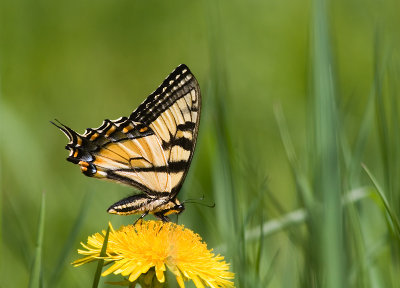 papilllon tigr du Canada / Canadian tiger swallowtail / Papilio canadensis R. & J.