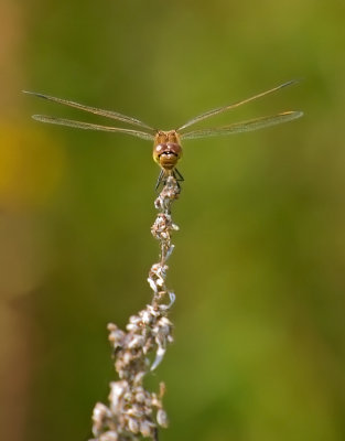 sympetrum claireur / White-faced meadowhawk