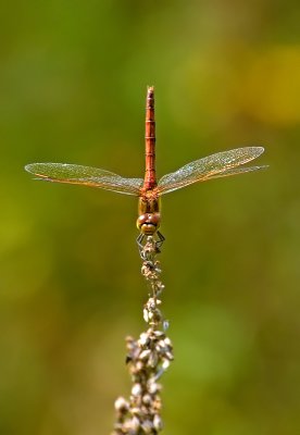sympetrum claireur / White-faced meadowhawk
