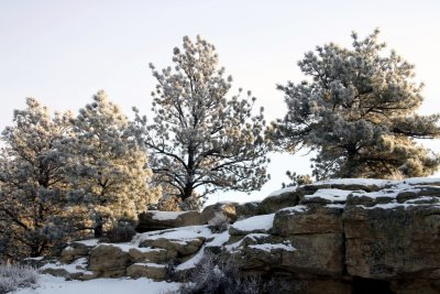 Rims trees