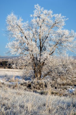Frosty day