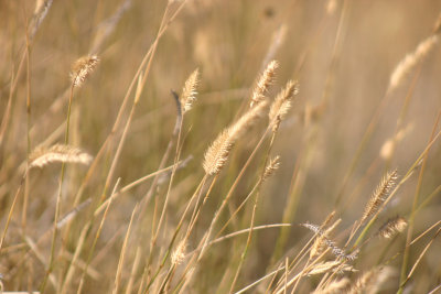 Soft grass