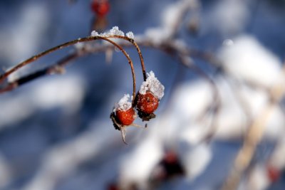Winter berry