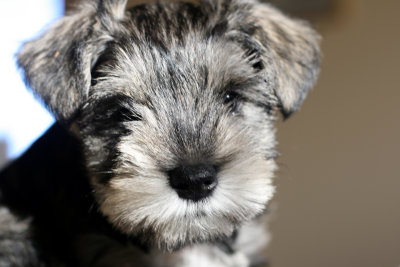 Pepper II