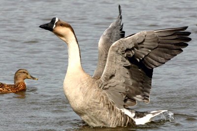 Wing span