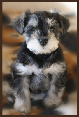 Pepper