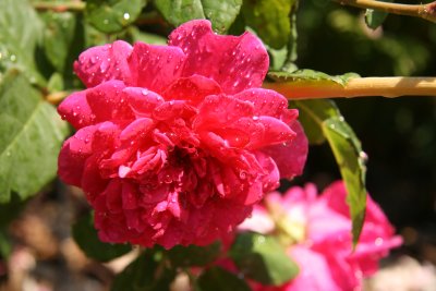 Julie flower