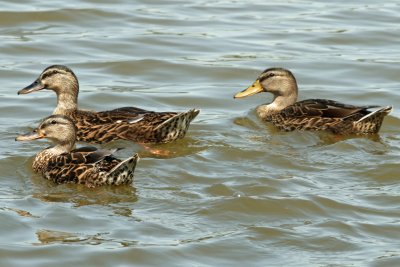 Riverfront ducks.