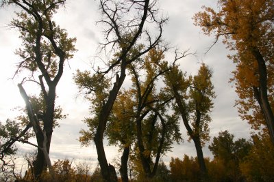 Whispering trees