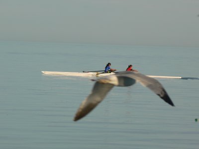 Gull with girls in a kayak.JPG