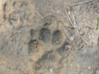 mountain lion track.JPG