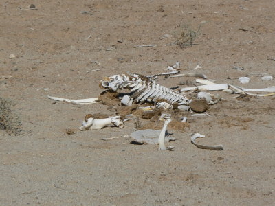 a dead cow.JPG
