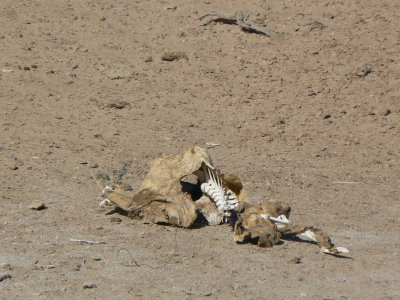 another dead cow.JPG