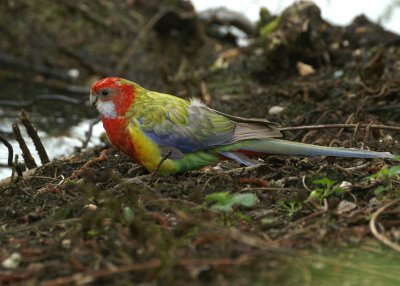 Eastern Rosella