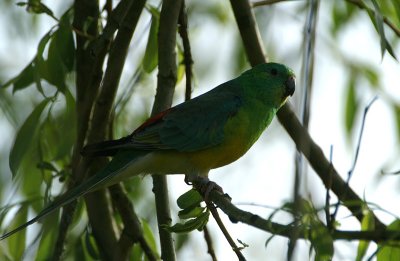 Red-Rumped Parrot