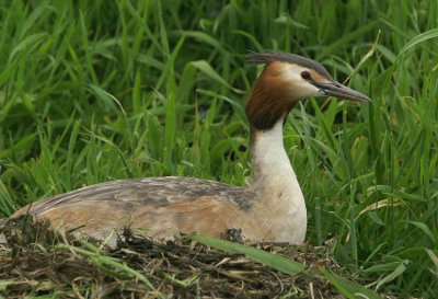 Great Crested Grebe