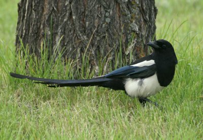 06706 - Black-billed Magpie - Pica hudsonica