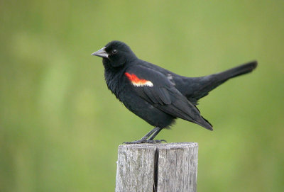 10021 - Red-winged Blackbird - Agelaius phoeniceus