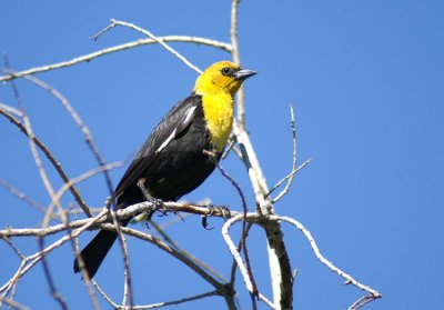 Yellow-headed Blackbird