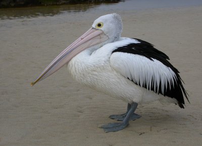 008667 - Australian Pelican - Pelecanus conspicillatus