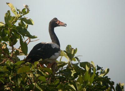 00064 - Magpie Goose - Anseranas semipalmata