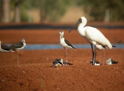 00786 - Royal Spoonbill - Platalea regia