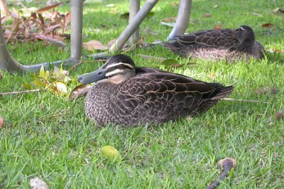 00454 - Pacific Black Duck - Anas superciliosa