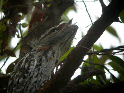 03017 - Tawny Frogmouth - Podargus strigoides
