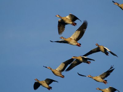 00110 - Egyptian Goose - Alopochen aegyptiaca