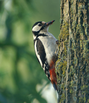 03750 - Great-spotted Woodpecker - Dendrocopos major