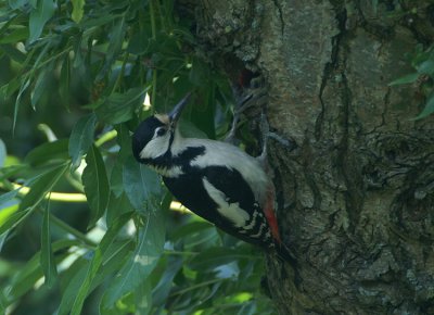 Grote Bonte Specht