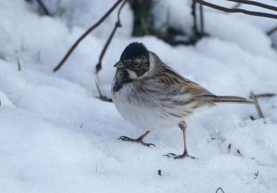 Common Reed Bunting