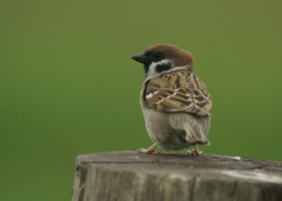 09244 - Eurasian Tree Sparrow - Passer montanus