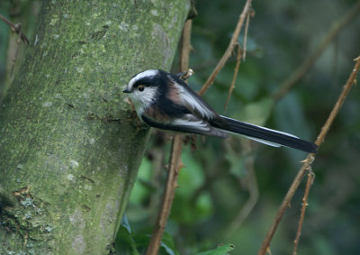 07362 - Long-tailed Tit - Aegithalos caudatus