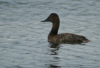 Common Pochard