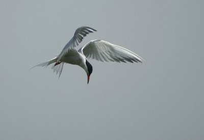 Common Tern