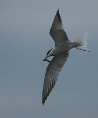 Common Tern