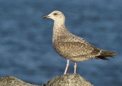 European Herring Gull