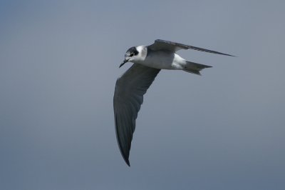 01762 - Black Tern - Chlidonias niger