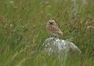 02510 - Burrowing Owl - Athene cunicularia