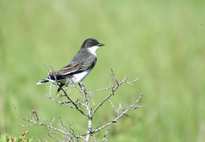 05452 - Eastern Kingbird - Tyrannus tyrannus